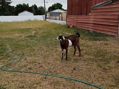Nubian Buck for stud