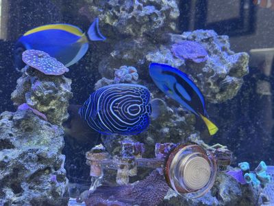 Semi-Juvenile Emperor Angelfish For Sale/Re-Home