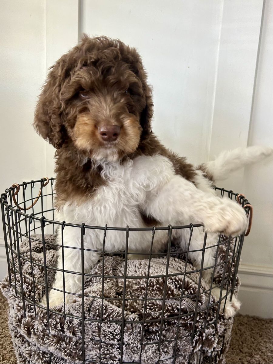 Mini Bernedoodles- In Time For Easter