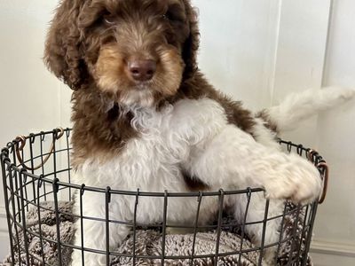 Mini Bernedoodles- In Time For Easter