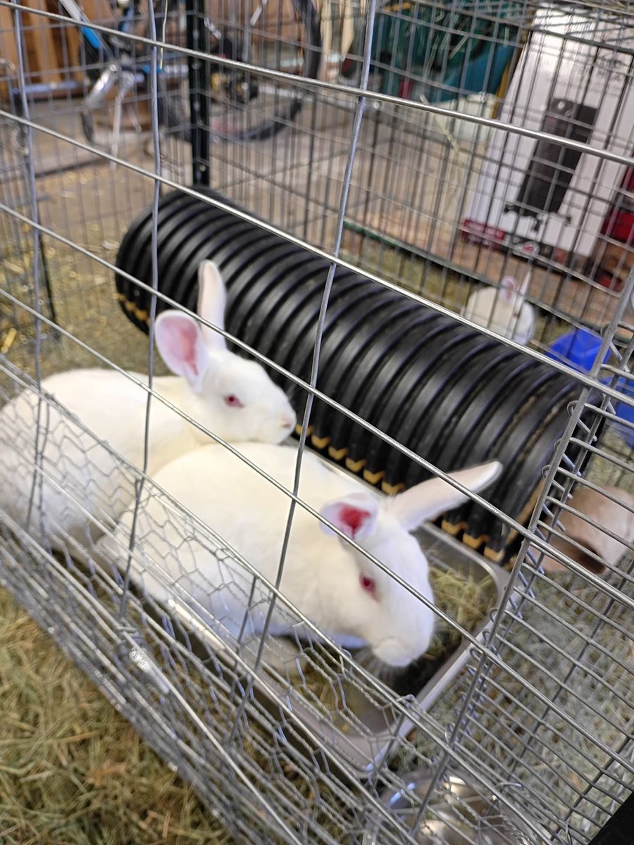 Tamuk meat rabbits