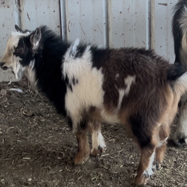 Nigerian Dwarf Goat Buck
