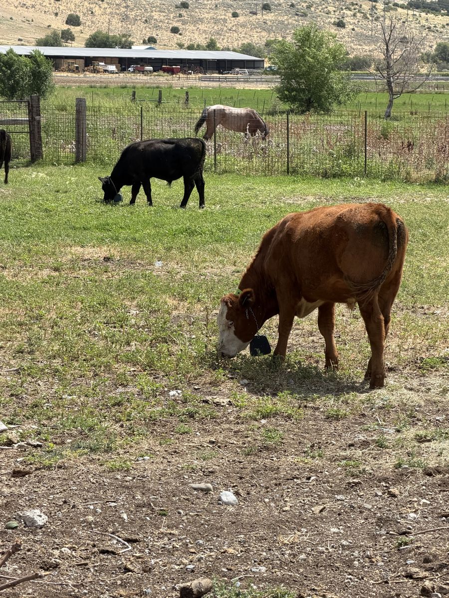 3 angus steers