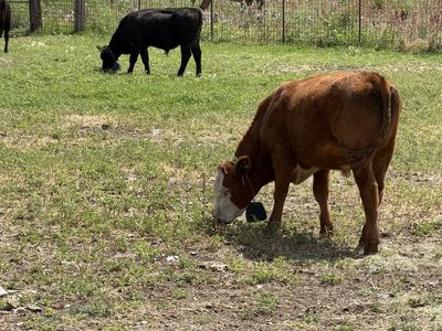 3 angus steers