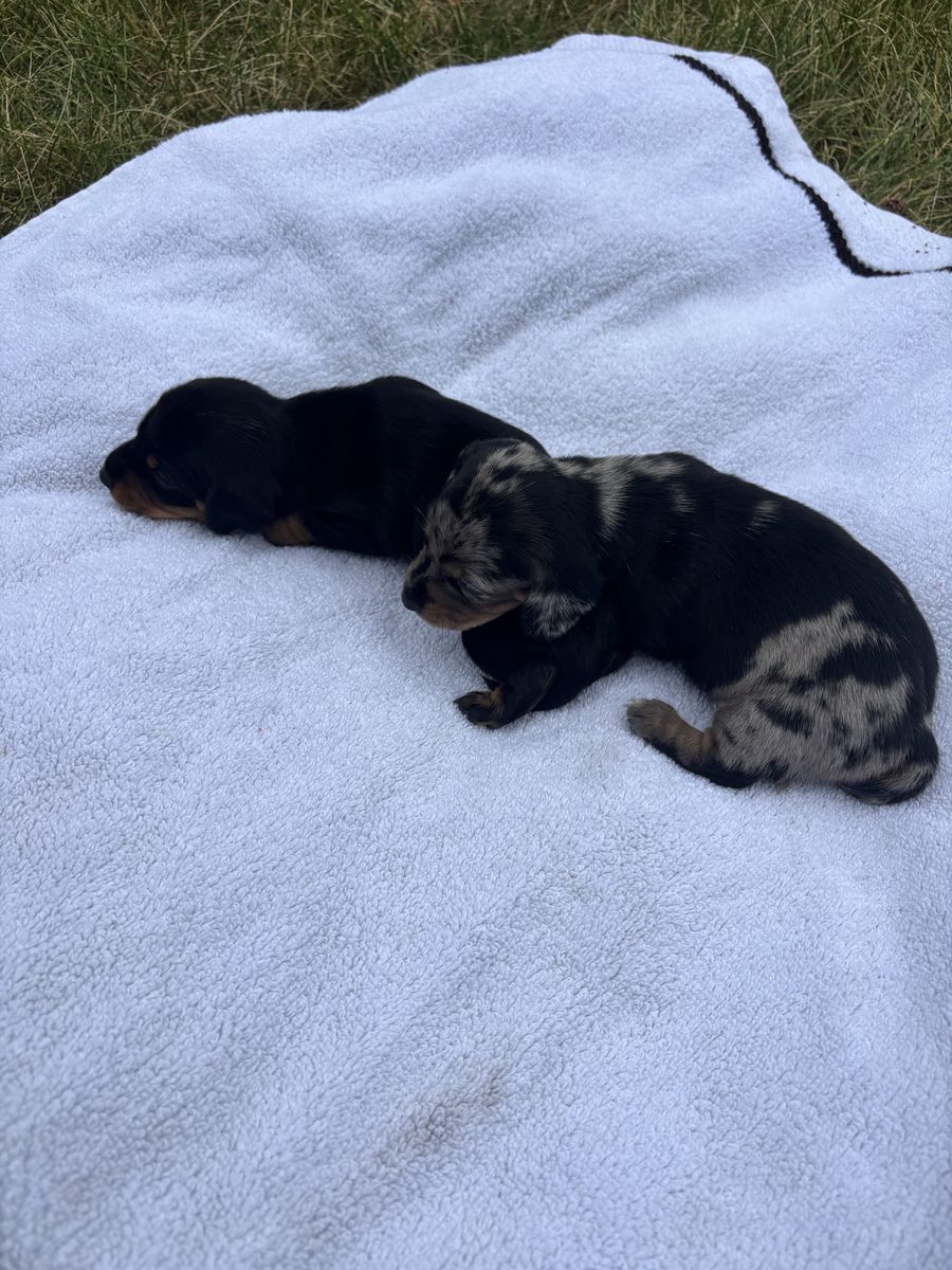 AKC mini dachshunds 2 litters! Can deliver to Ogden