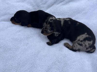 AKC mini dachshunds 2 litters! Can deliver to Ogden