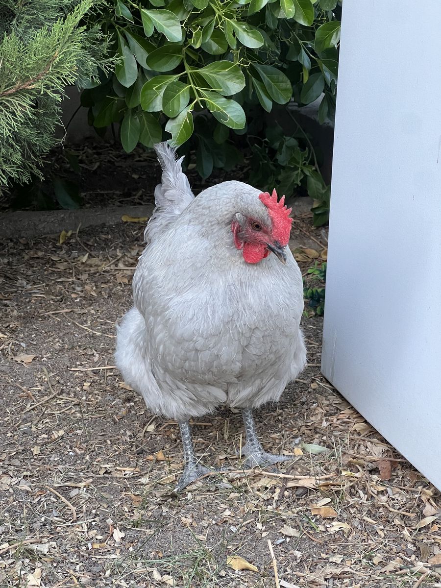 Hen - Orpington -LAYING