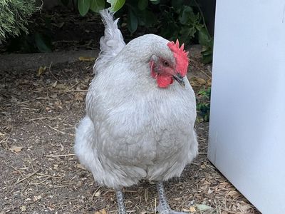 Hen - Orpington -LAYING