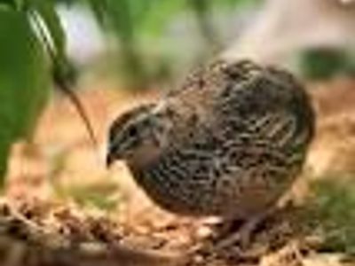 Coturnix Quail Chicks