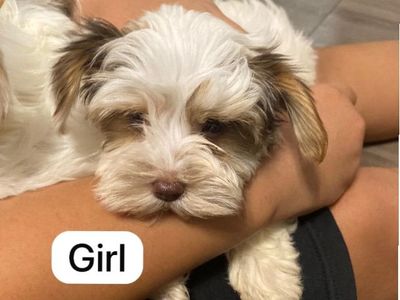 Parti Yorkie Puppies Available