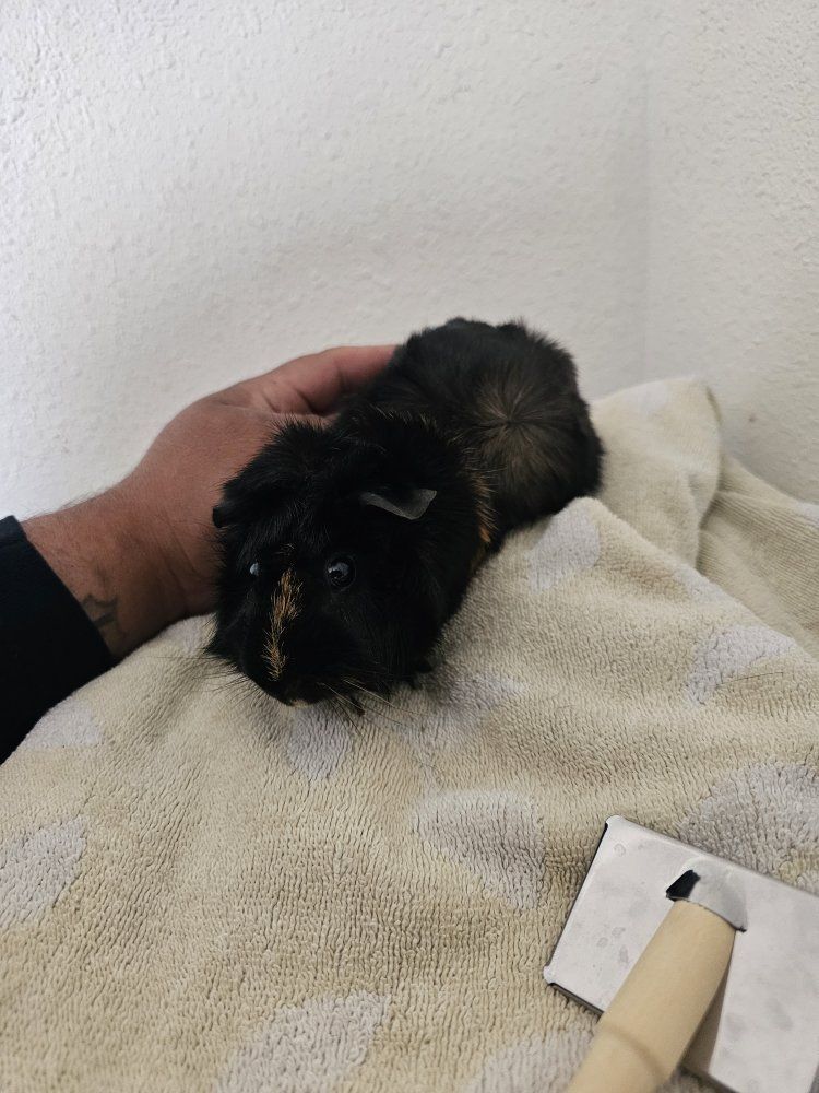 Male Guinea pig