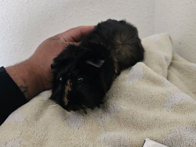 Male Guinea pig