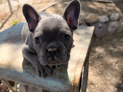 Beautiful AKC French Bulldog Puppies - Frenchie
