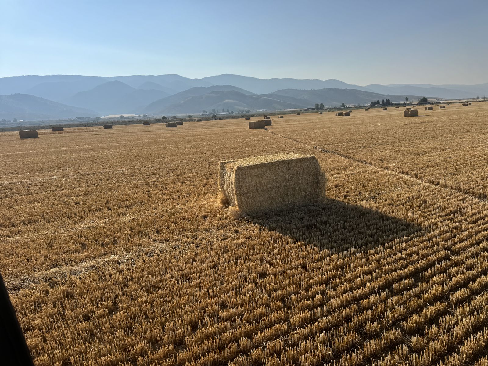 4 x 4 bales Straw