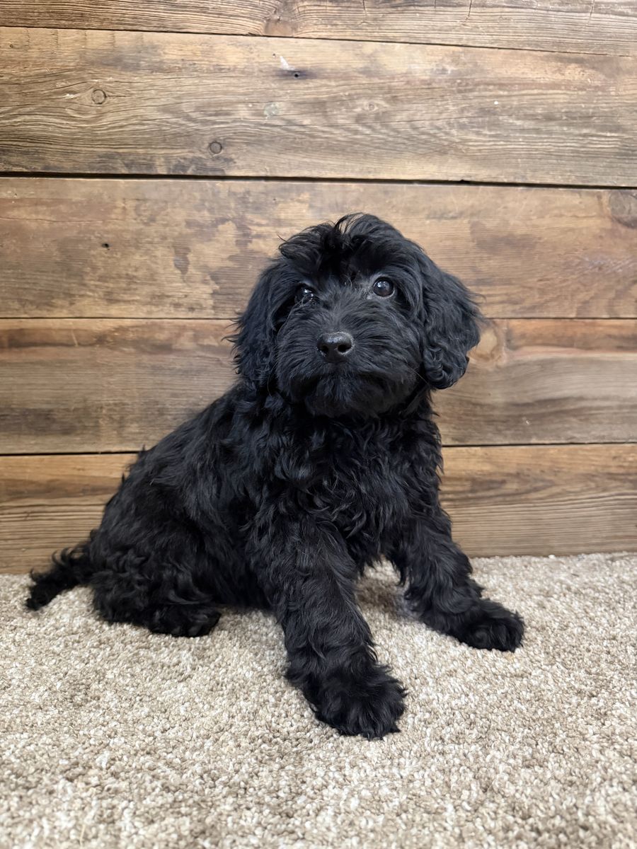 schnoodles mini Schauzer/poodle Mix