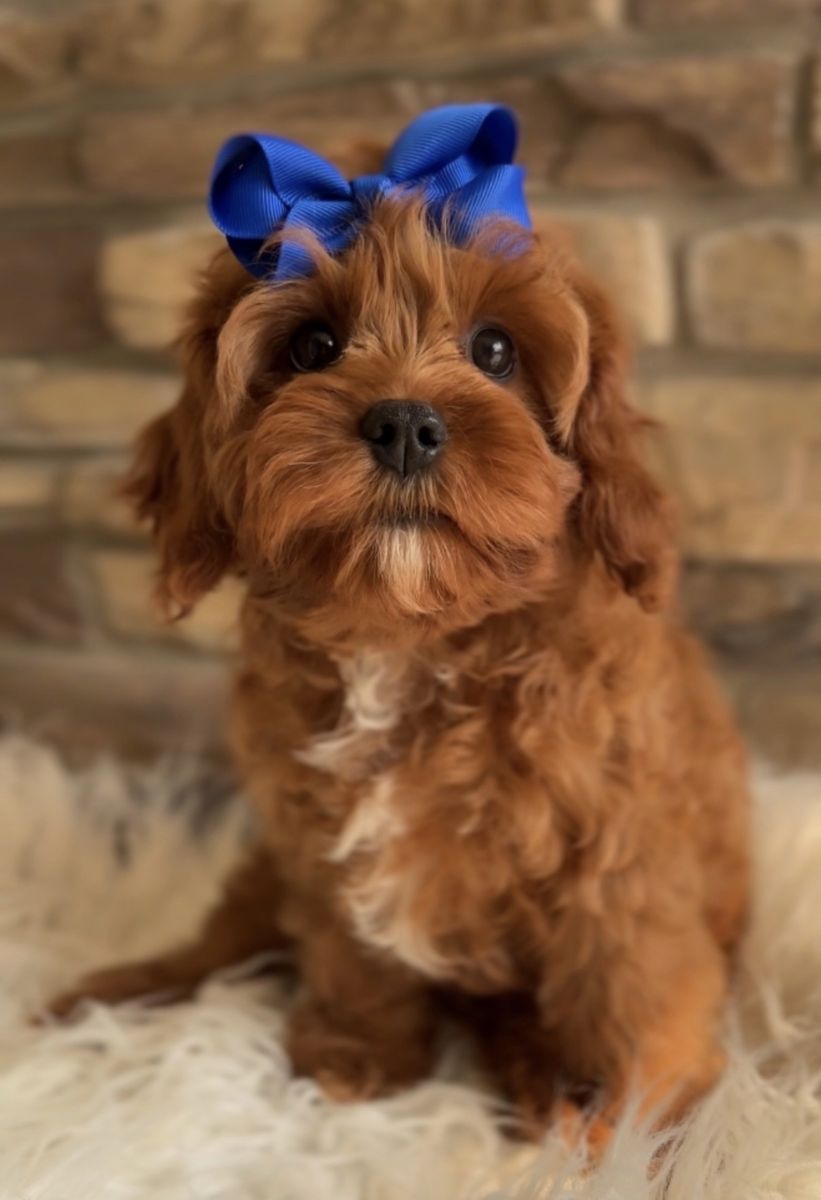 Cavapoo