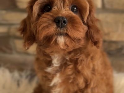 Cavapoo