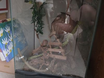 Used Reptile Terrarium w/ Substrate, Climbing Decor & Coconut Hide, 12x12x18