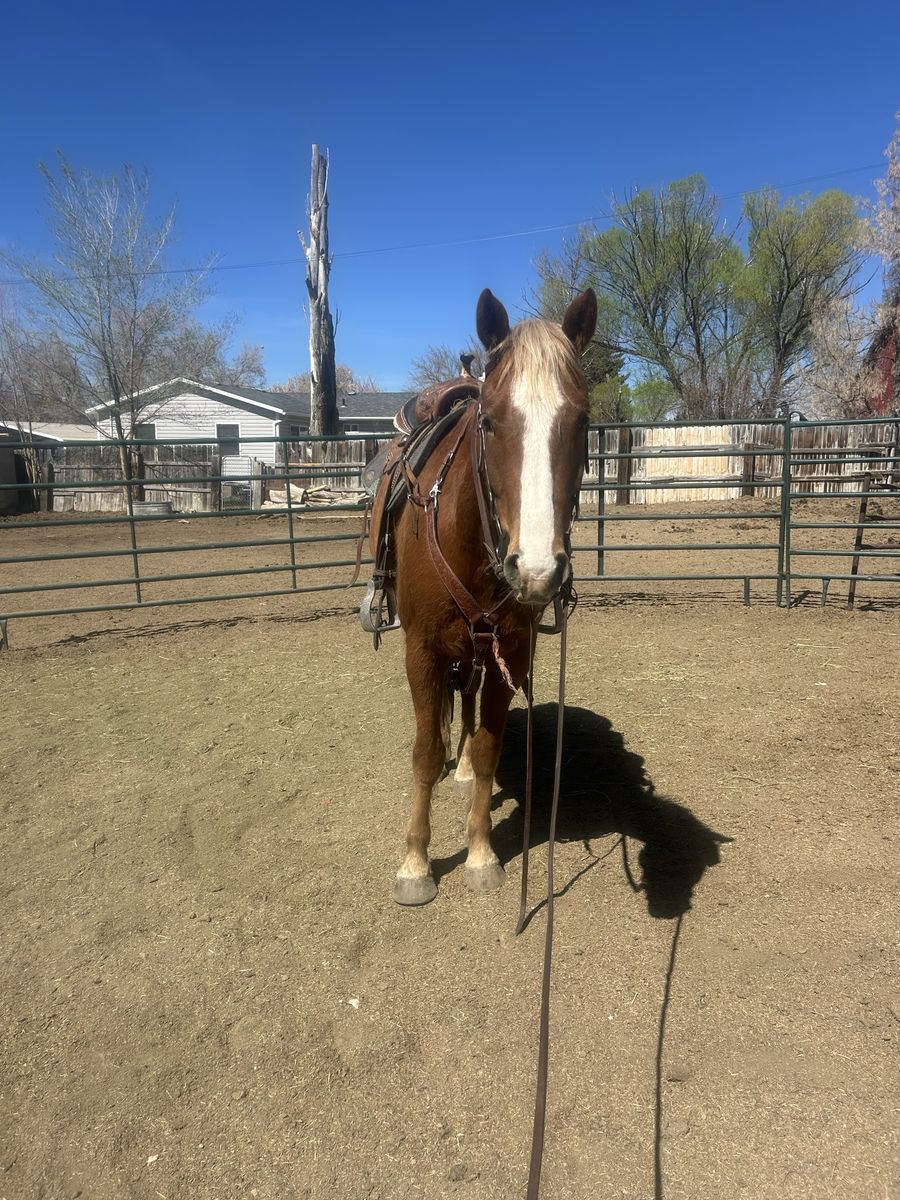 5 Year Old Gelding OBO