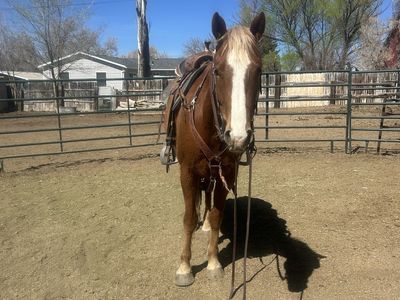 5 Year Old Gelding OBO
