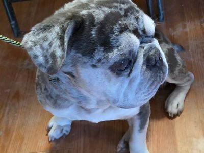 Frankie the Frenchie