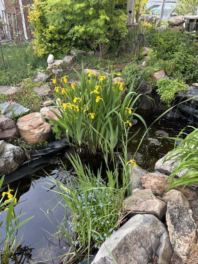 Pond - Water Iris