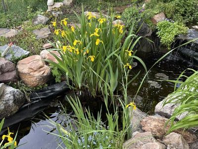 Pond - Water Iris