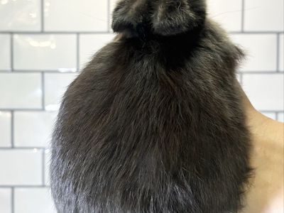 Mini holland lop bunnie