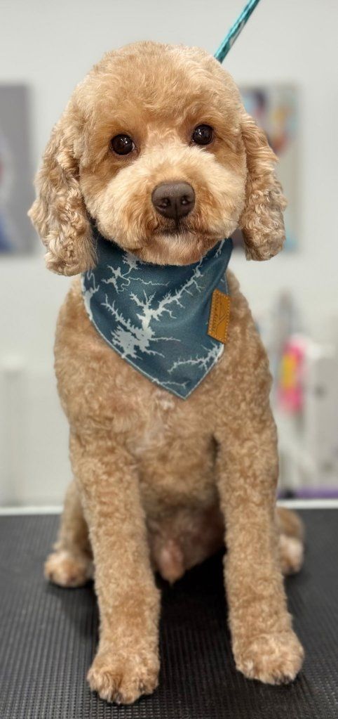 4 Yr GoldenDoodle