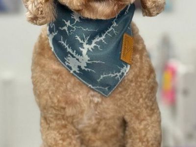 4 Yr GoldenDoodle