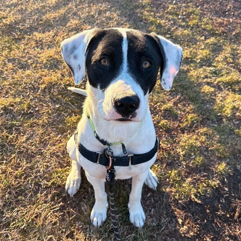 Hello my name is Piper