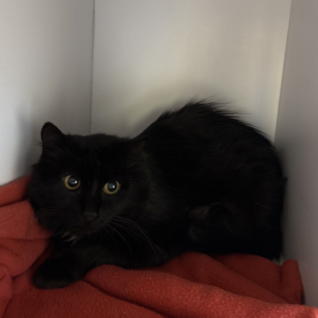 Hello my name is Maddie