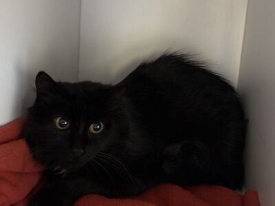 Hello my name is Maddie