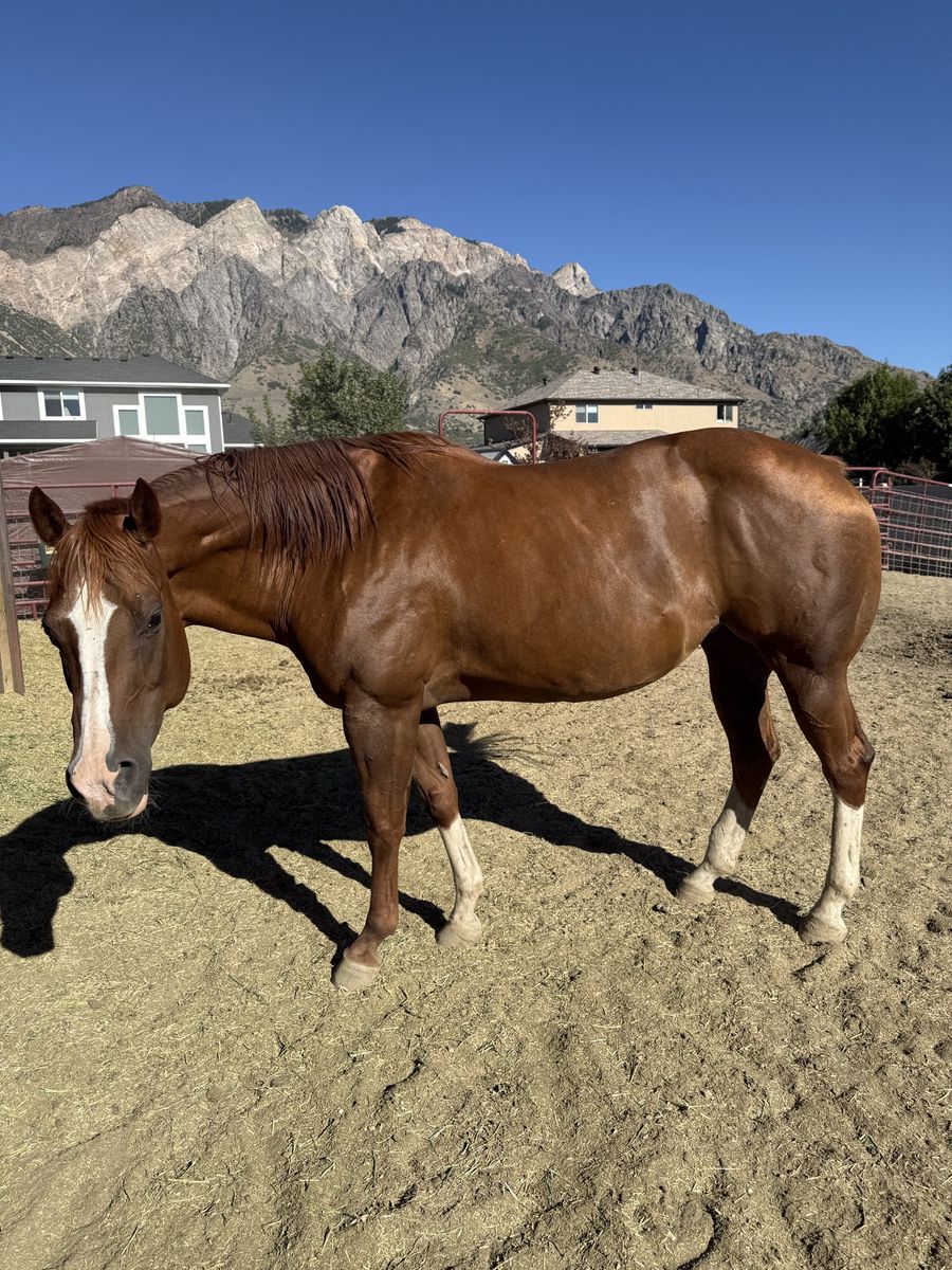 Beautiful Chestnut and Sorrel - Mares, Well-Mannered, Ready for New Home