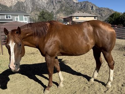 Beautiful Chestnut and Sorrel - Mares, Well-Mannered, Ready for New Home