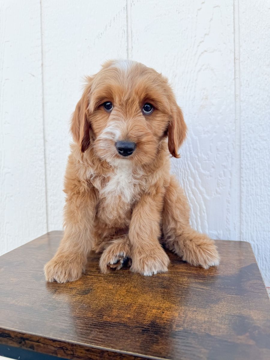 Beautiful Goldendoodle Girl