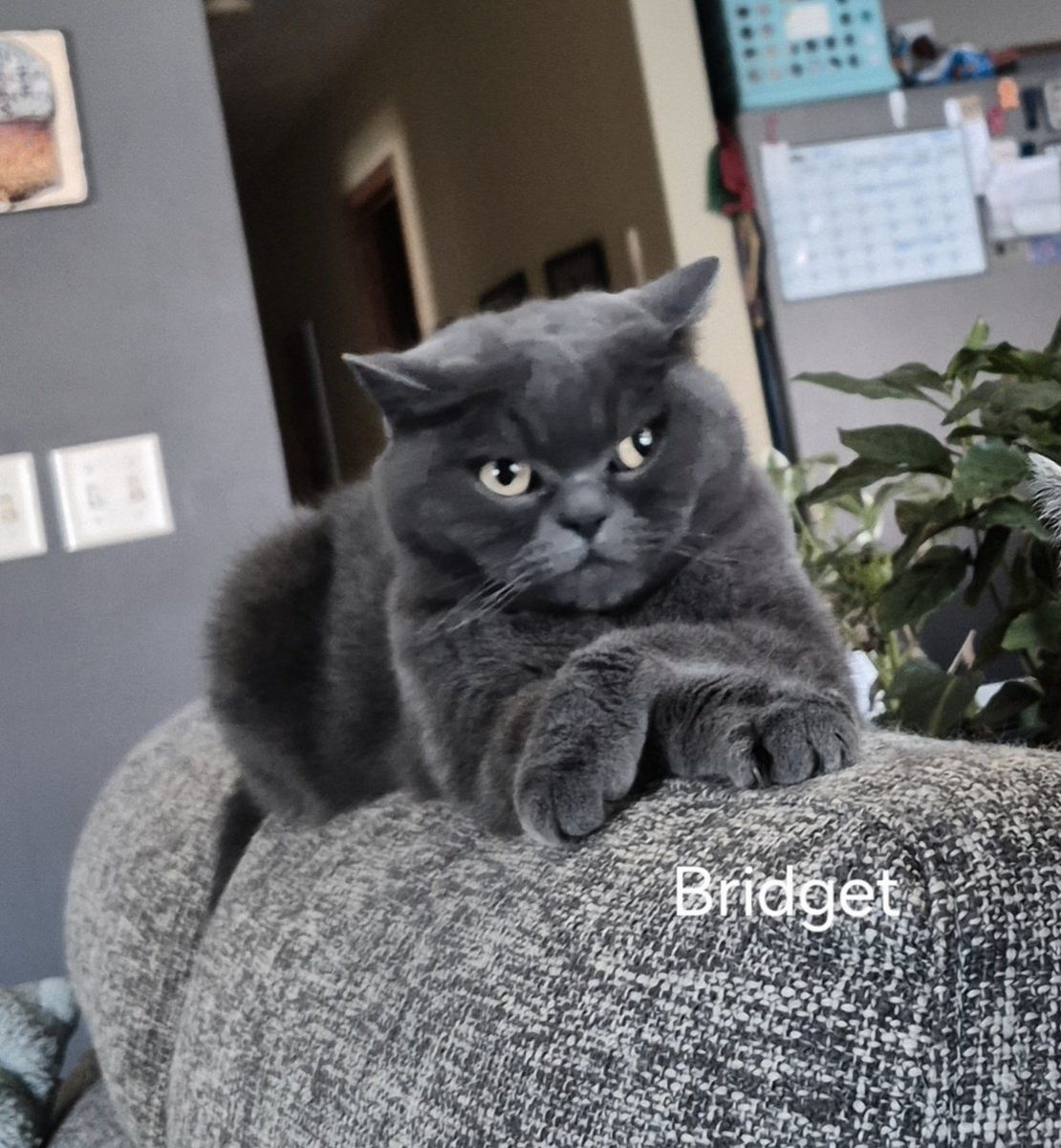 BRIDGET (SCOTTISH FOLD) and MIKA (TOYBOB)  NEED A NEW HOME