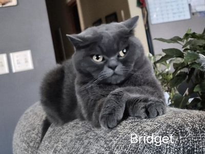 BRIDGET (SCOTTISH FOLD) and MIKA (TOYBOB) NEED A NEW HOME