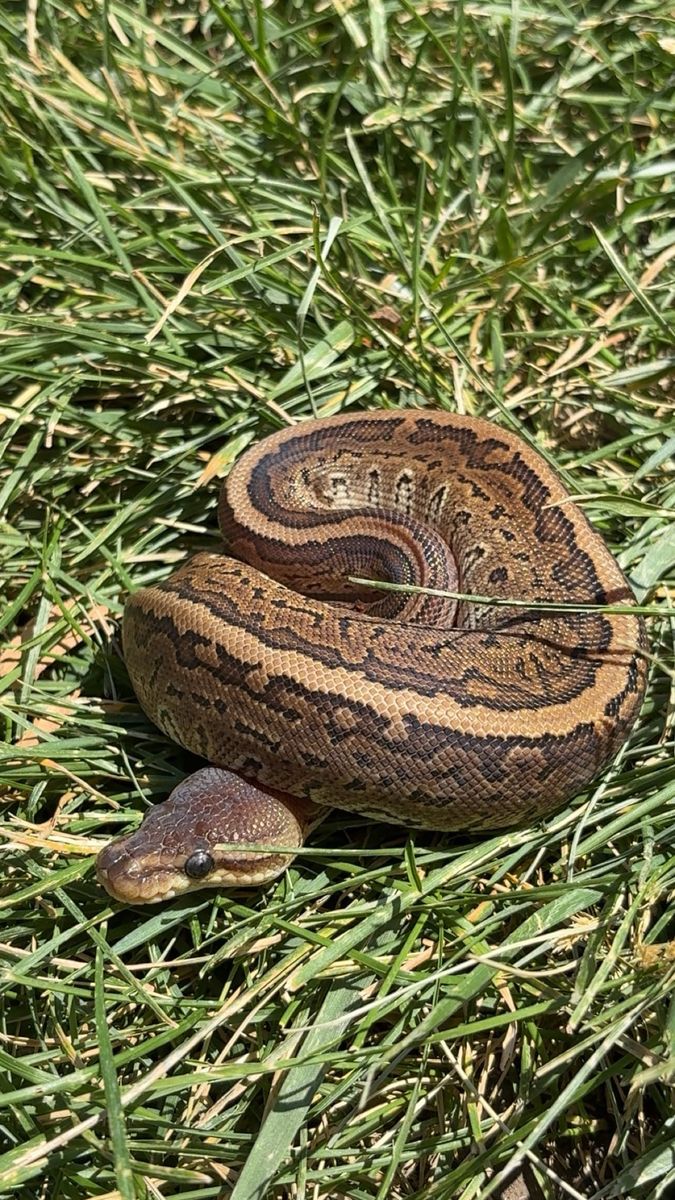 Female Cinnamon Pinstripe Ball Python Snake - 2 Years Old