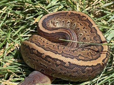Female Cinnamon Pinstripe Ball Python Snake - 2 Years Old