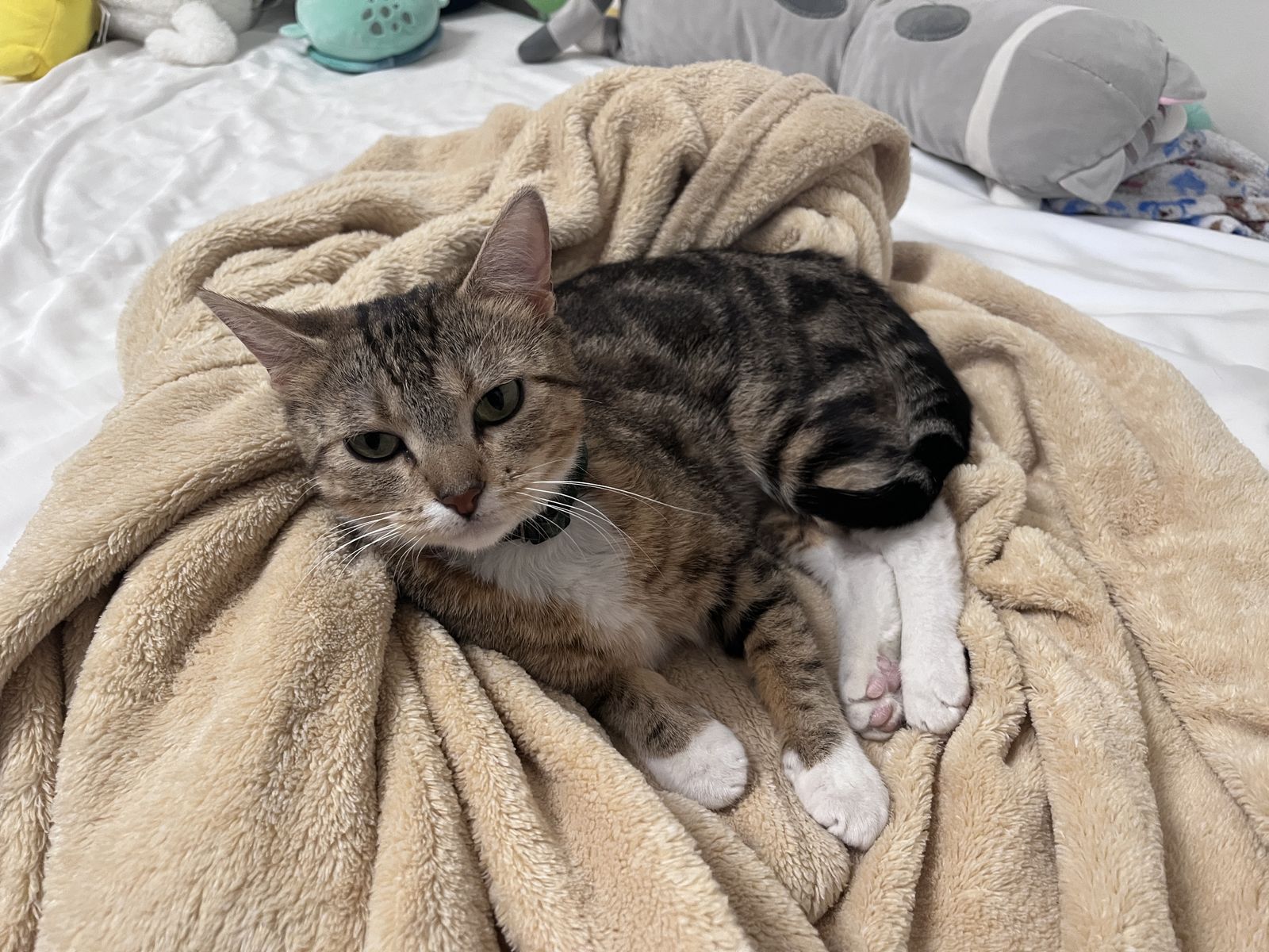 Yoshi - cute little 2 year-old (spayed)
