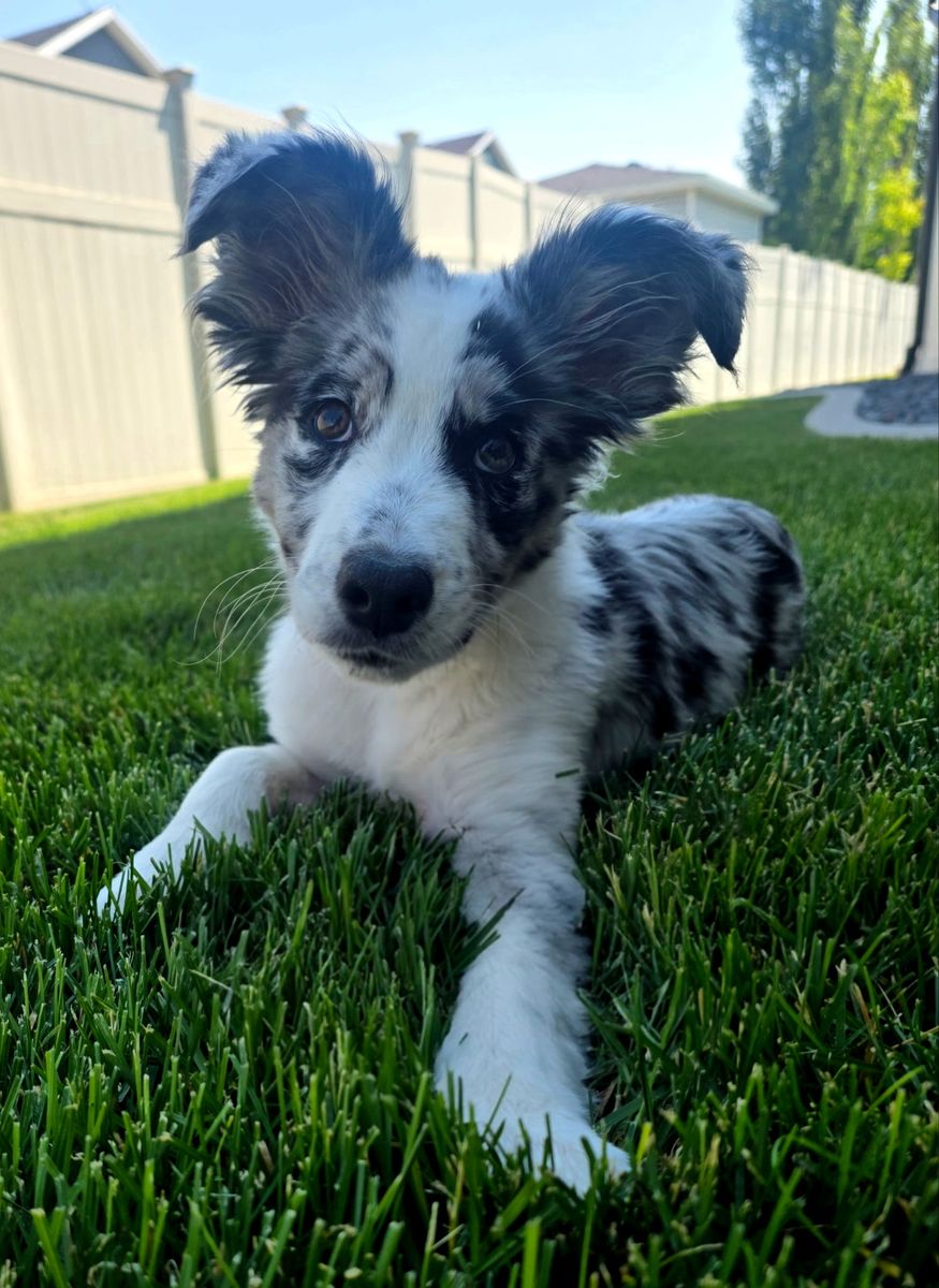 Border collie Aussie