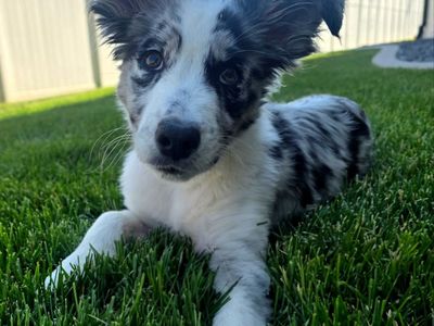Border collie Aussie