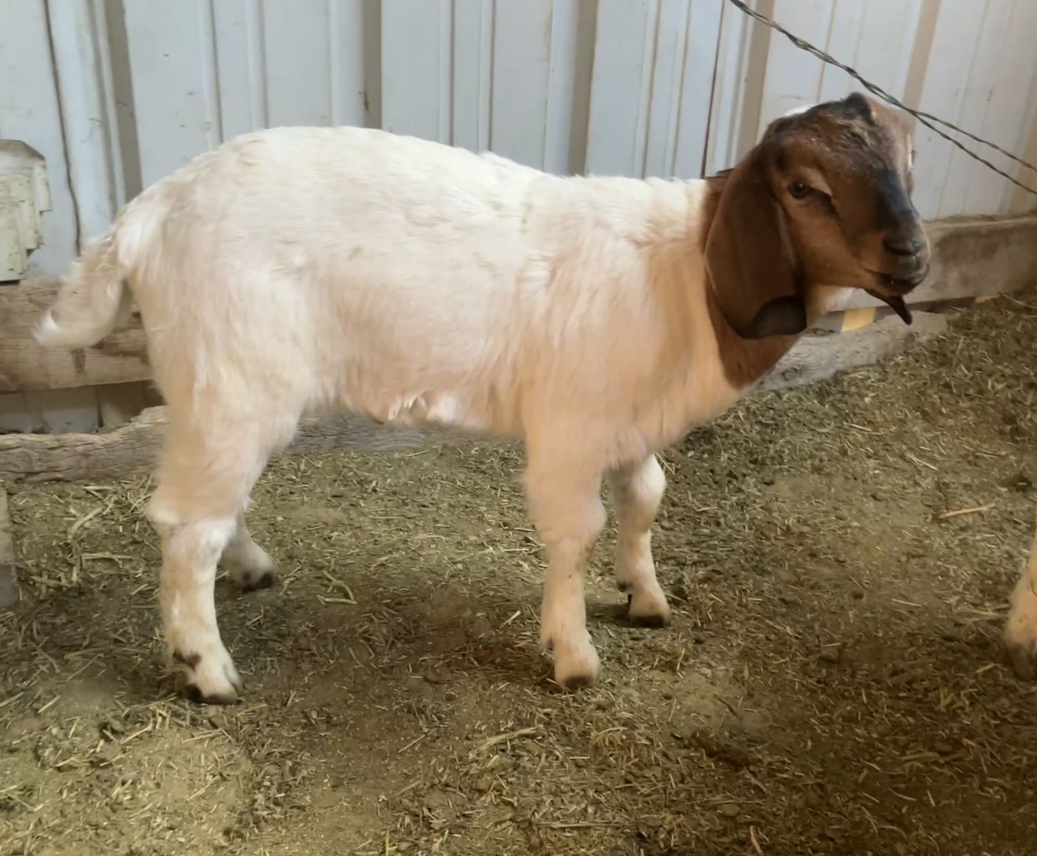 Boer bucklings / 4-h prospects