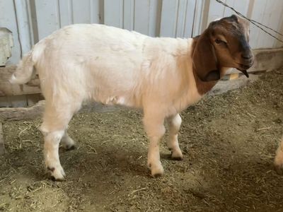 Boer bucklings / 4-h prospects