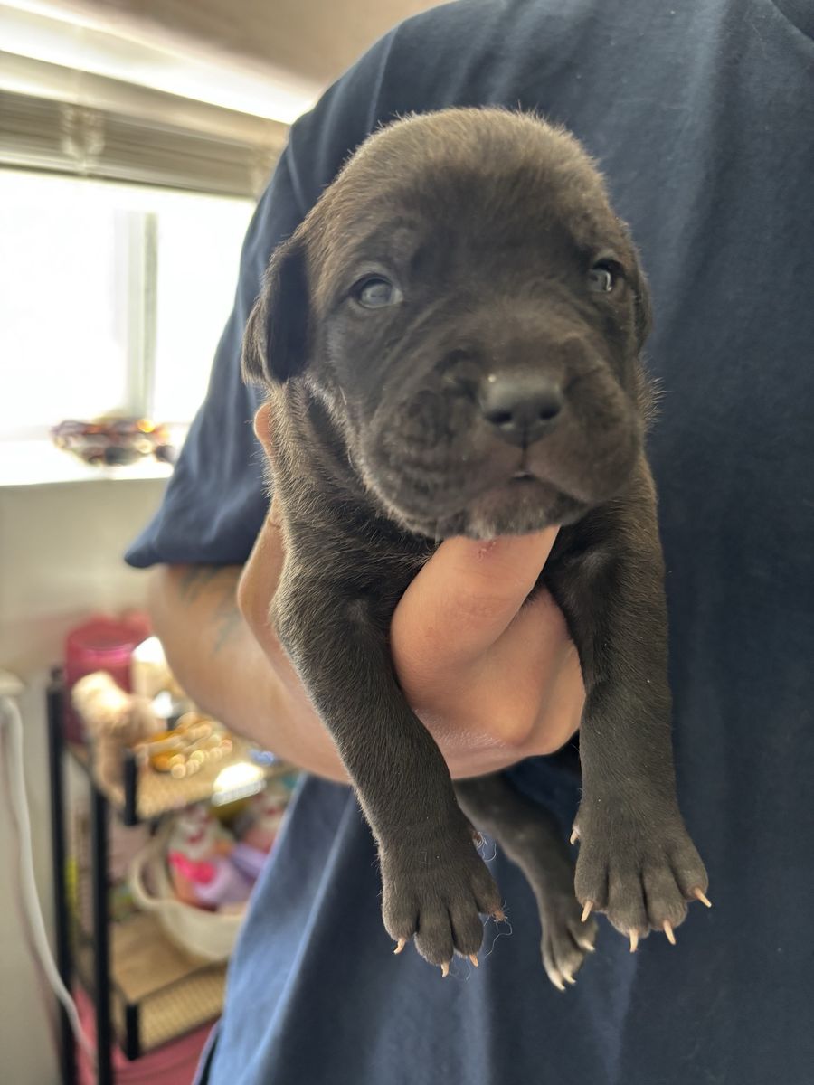 Cane corso X Pitbull LAST ONE LEFT