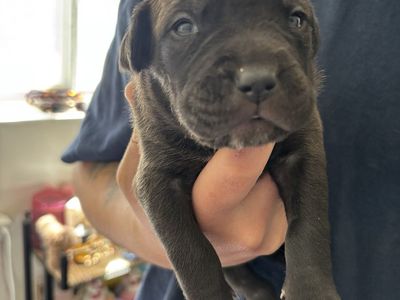 Cane corso X Pitbull LAST ONE LEFT