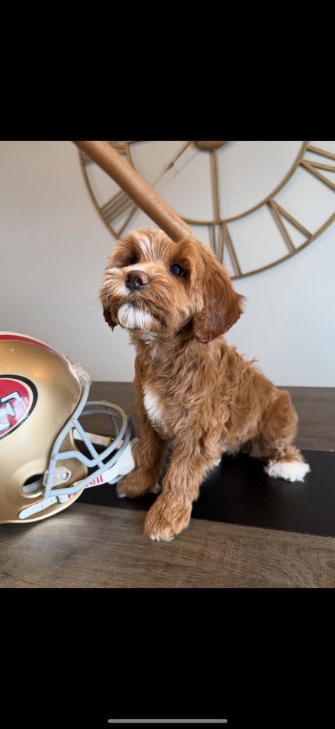 Perfect Tiny Goldendoodle Boy
