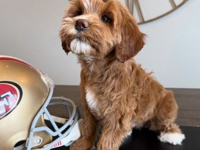 Perfect Tiny Goldendoodle Boy