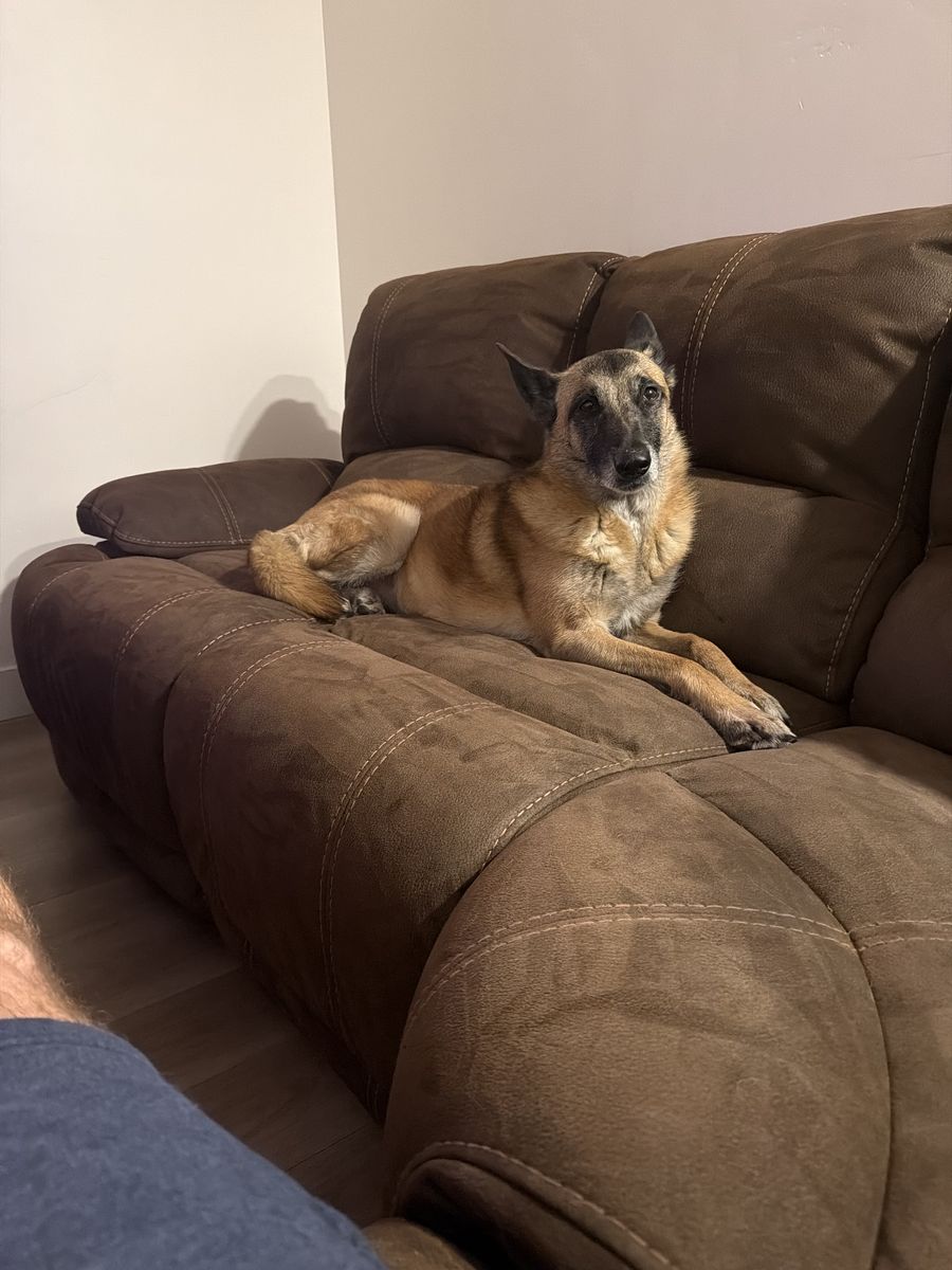 Re-Home Dog
